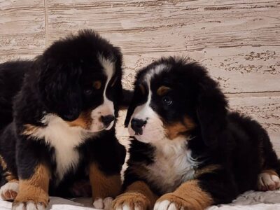 Bernski planinski pas stenci