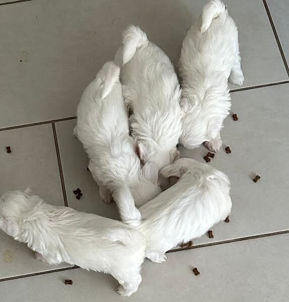 Štenci maltezera – rezervacija u toku