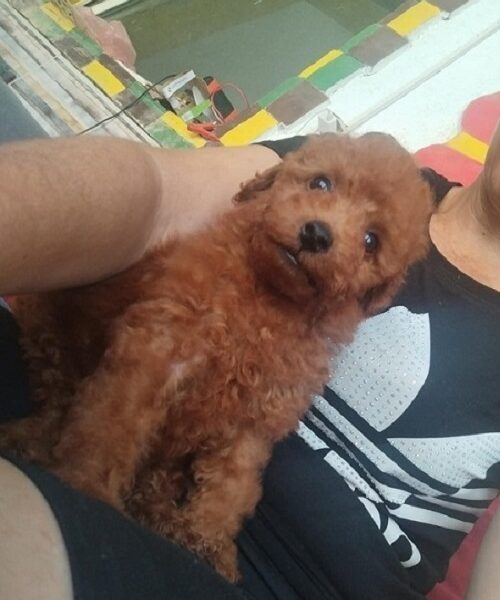 Crvena TOY PUDLA, prelepi štenci