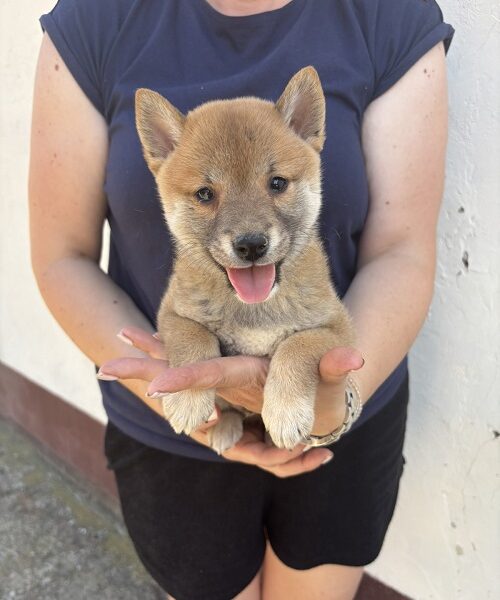 SHIBA INU, vrhunski štenci