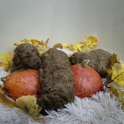 Pudle štenci ekstra kvaliteta