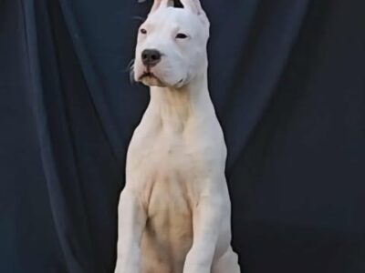 Dogo Argentino ženke
