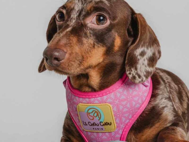 Jazavičar prelepi štenci