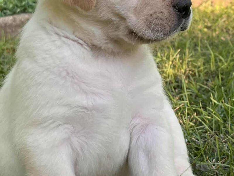 Labrador retriver štenci vrhunske krvne linije