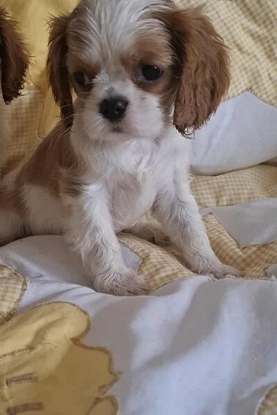 Cavalier King Charles štenci