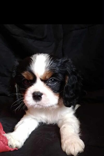 Cavalier King Charles štenci