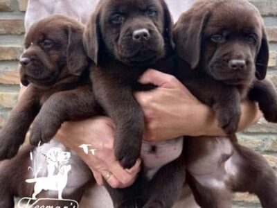 Čokoladni Labrador Retriver štenci