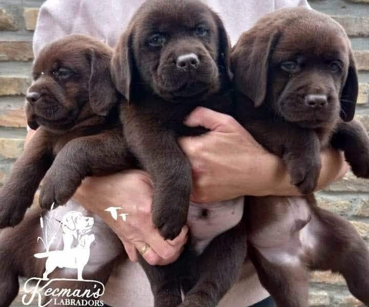 Čokoladni Labrador Retriver štenci