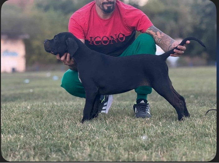 Cane Corso štenci