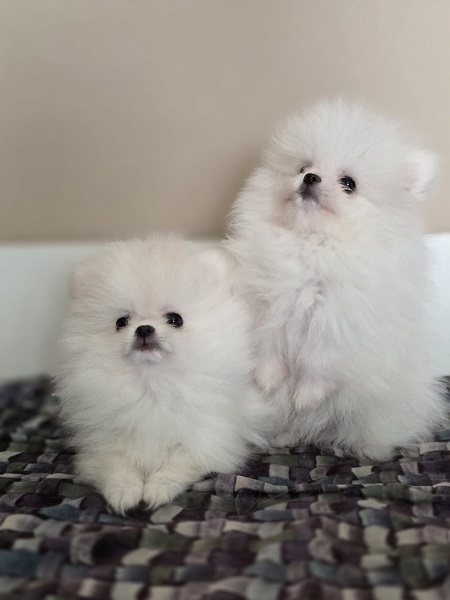 Pomeranci, prelepi štenci