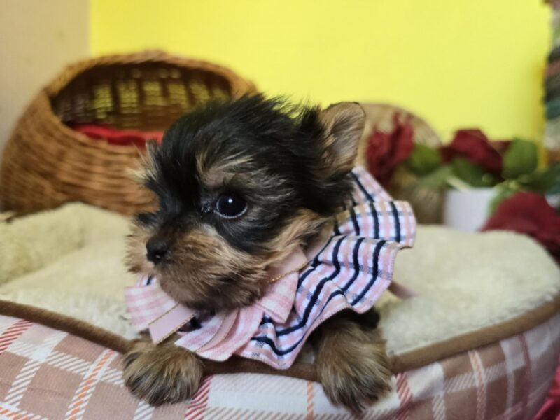 Mini Jorkširski terijeri jorki, ženka Ketty