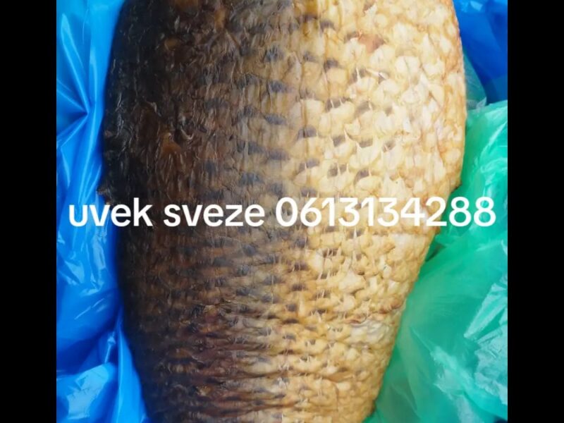 Prodajem svezu ribu