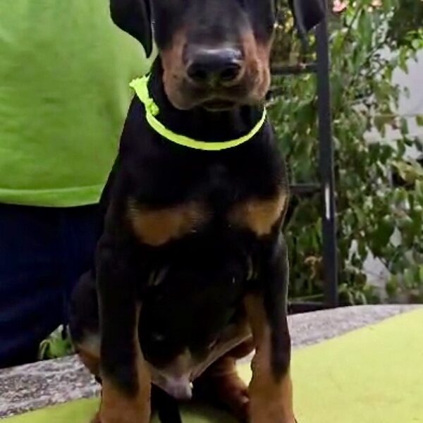 Doberman štenci, šampionskog porekla