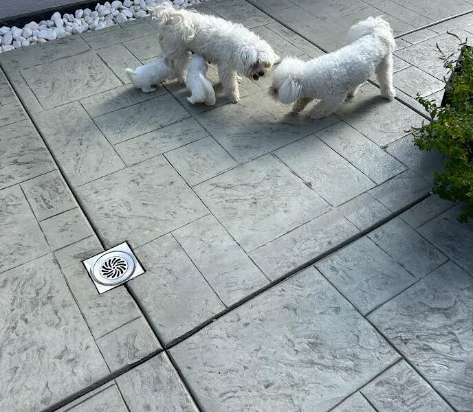 Štenci maltezera – rezervacija u toku