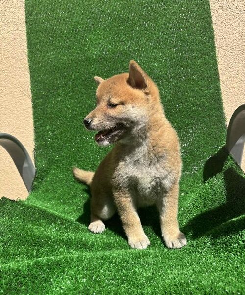 SHIBA INU, vrhunski štenci
