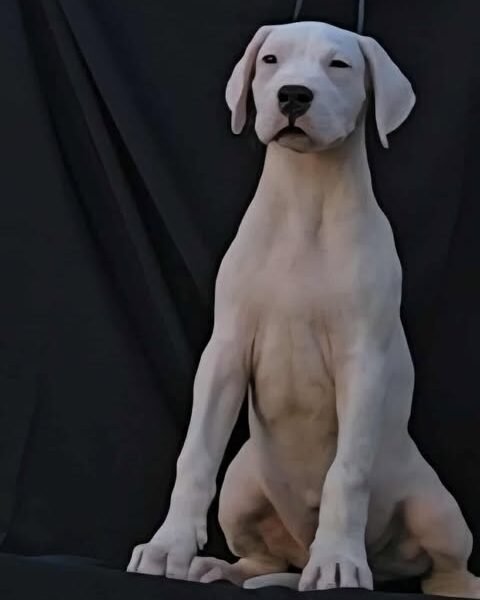 Dogo Argentino ženke