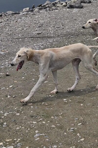 Persijski hrt SALUKI štenci