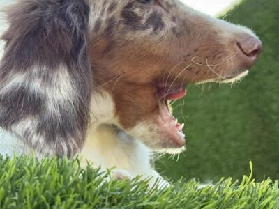 Dugodlaki jazavičar