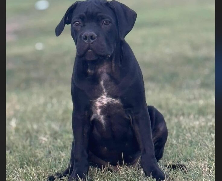 Cane Corso štenci