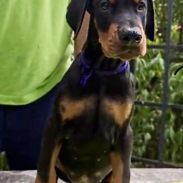 Doberman štenci, šampionskog porekla