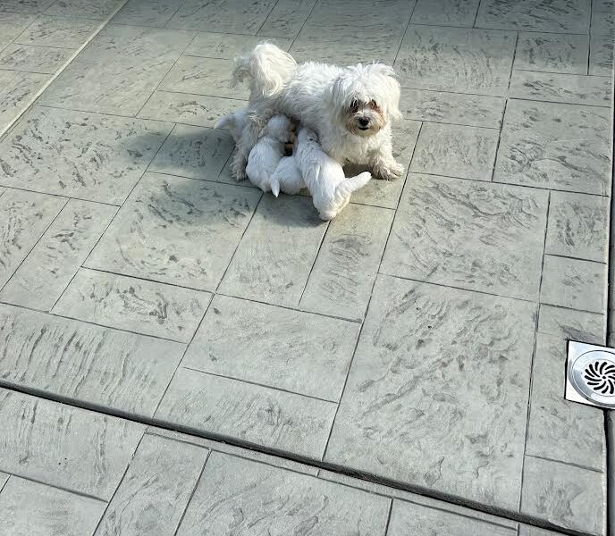 Štenci maltezera – rezervacija u toku