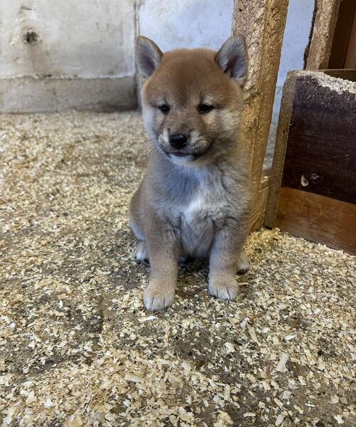 SHIBA INU, vrhunski štenci