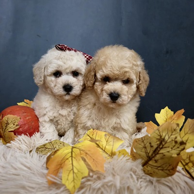 Maltipoo štenci, prelepe bebe