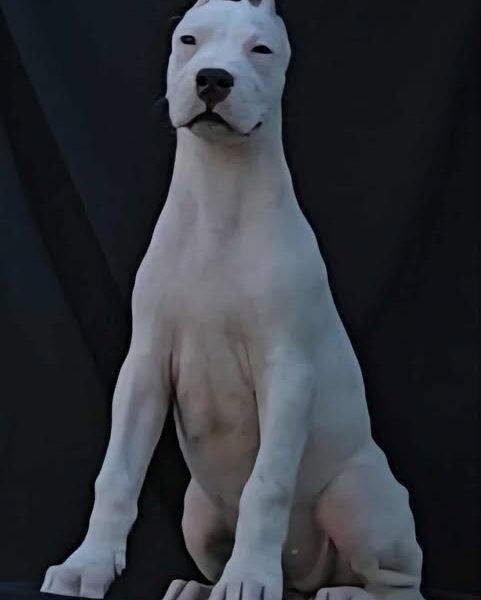 Dogo Argentino ženke