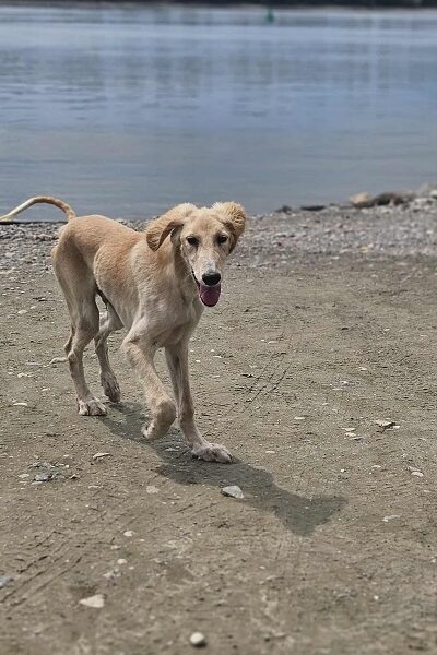 Persijski hrt SALUKI štenci