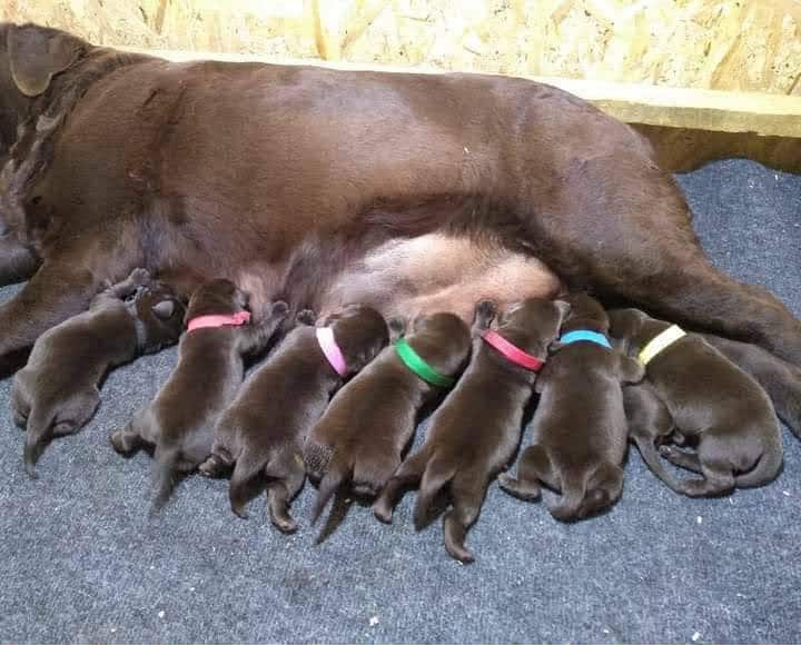 Čokoladni Labrador Retriver štenci