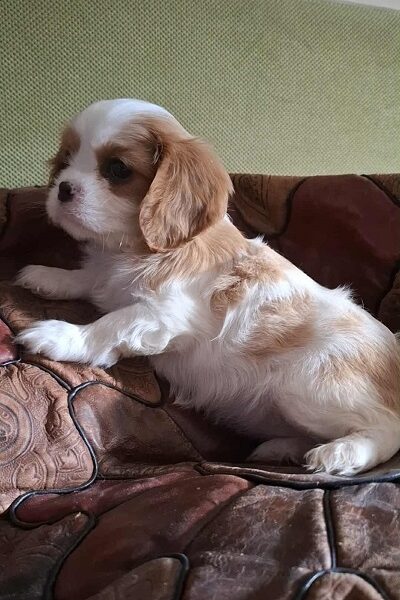 Cavalier King Charles štenci