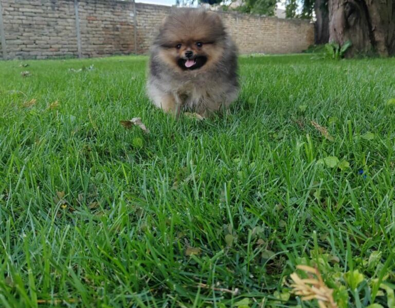 Pomeranac prelepi stenci