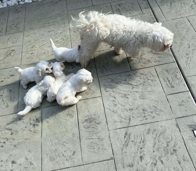 Štenci maltezera – rezervacija u toku