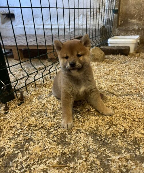 SHIBA INU, vrhunski štenci