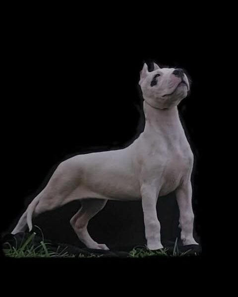 Dogo Argentino ženke