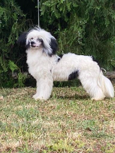 Kineski Ćubasti pas - štenci