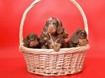 Jazavičar prelepi štenci