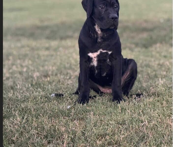 Cane Corso štenci