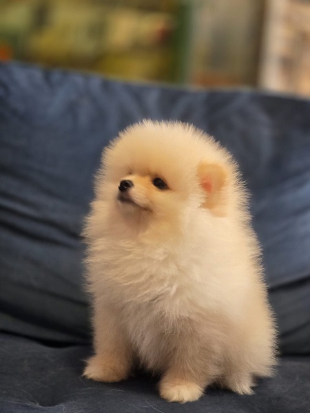 Pomeranci, prelepi štenci