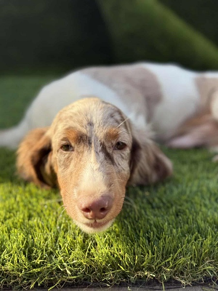 Dugodlaki jazavičar