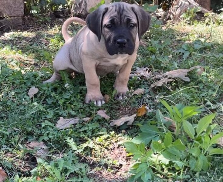 Cane Corso štenci