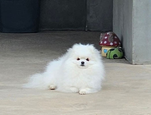 Pomeranci, prelepi štenci