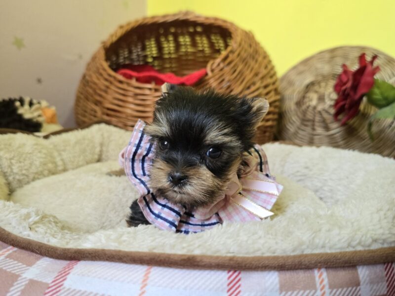 Mini Jorkširski terijeri jorki, ženka Ketty