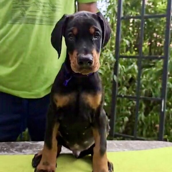 Doberman štenci, šampionskog porekla