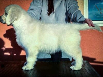 Zlatni retriver prelepi stenci