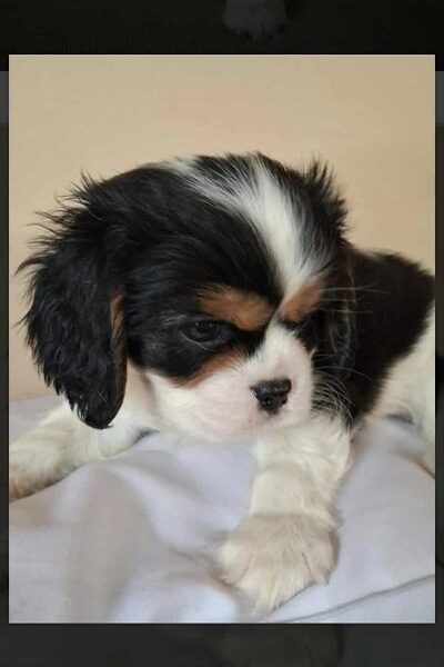 Cavalier King Charles štenci