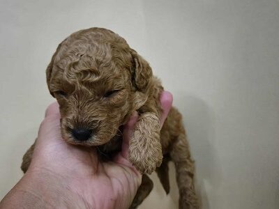 Pudle štenci ekstra kvaliteta