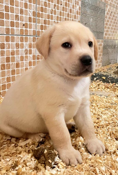Labrador retriver štenci vrhunske krvne linije
