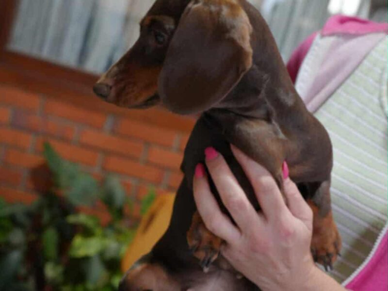 Jazavičar prelepi štenci