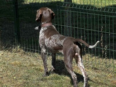 Nemački kratkodlaki ptičar mužjak - NKD